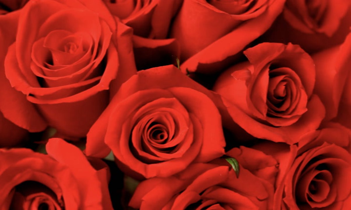 The hidden environmental impact of sending roses on Valentine's Day