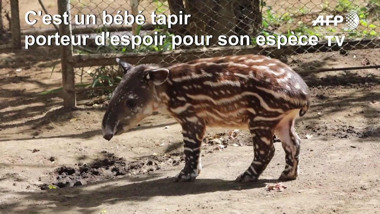 Au Nicaragua, un bébé tapir porteur d'espoir pour son espèce