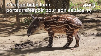 Au Nicaragua, un bébé tapir porteur d'espoir pour son espèce