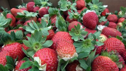 Silifke’de Kış Ortasında Yetiştirilen Çilekler Ddumai'ye Gönderiliyor