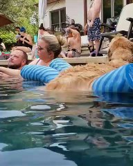 Golden Floats in Pool to Escape the Heat