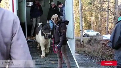 Samoëns : Deux ans après leur saisie Émilie Jauffret a récupéré ses quinze chevaux