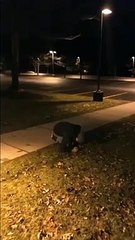 Skateboarder Ollies A Set Of Stairs And Fails