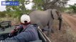 Un éléphant se gratte les fesses contre une voiture de touristes