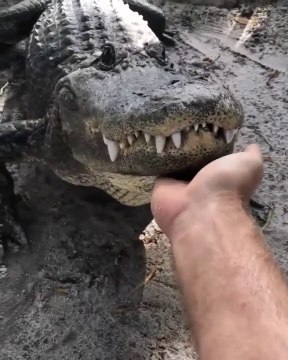 Cet alligator adore les gratouilles... ou pas