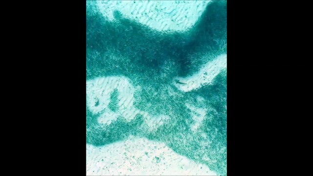 Des requins chassent dans un banc de sardines aux Maldives : images aériennes magnifiques