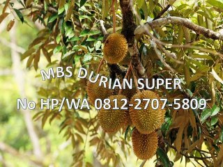 GROSIR, WA 0812-2707-5809, Bibit Durian Cianjur Sulawesi Selatan