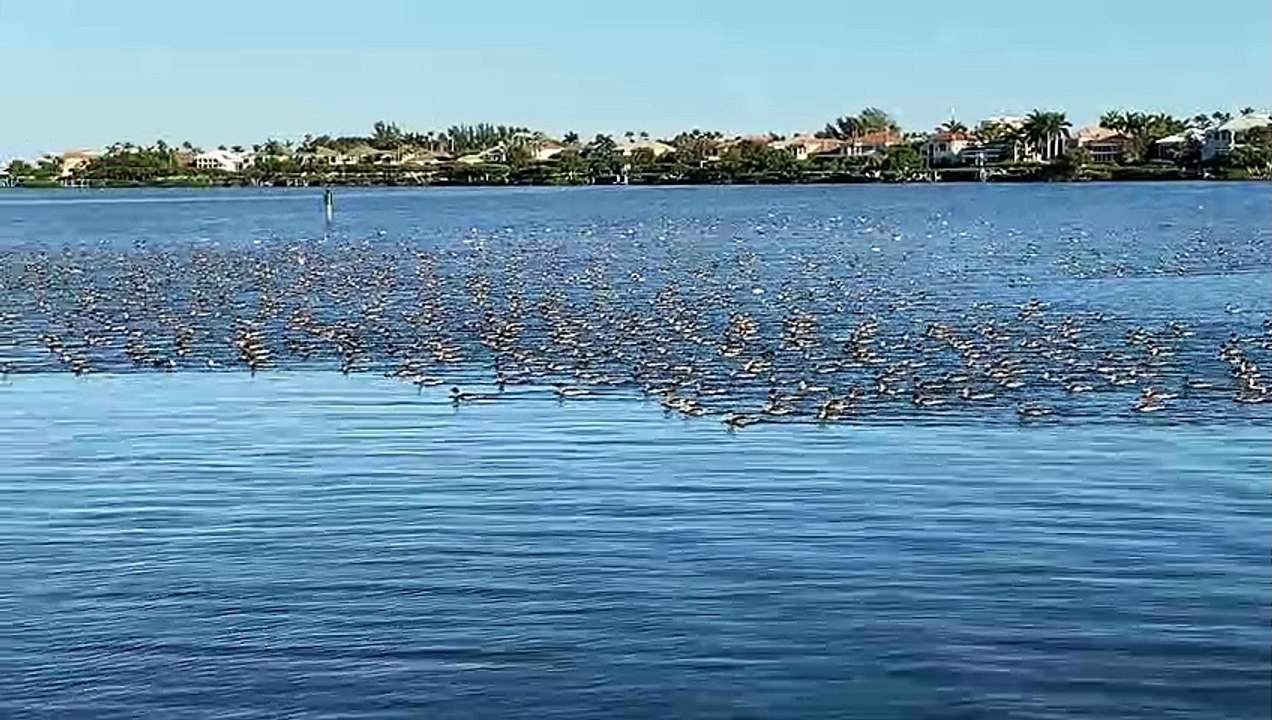 Massive Flock of Ducks Migrate above Kayaker