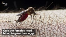 Why Mosquitoes Bite Us and Flowers Too