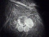 Fungus-Like Holoparasitic Plant Pollinated by Opossum