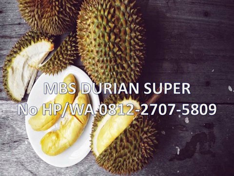 GROSIR, WA 0812-2707-5809, Bibit Durian Bawor Asli Kalimantan Barat