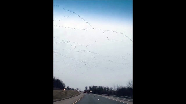 Ces oiseaux migrateurs forment des figures incroyables dans le ciel