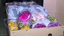 Colombia exporta flores para San Valentín