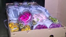 Colombia exporta flores para San Valentín
