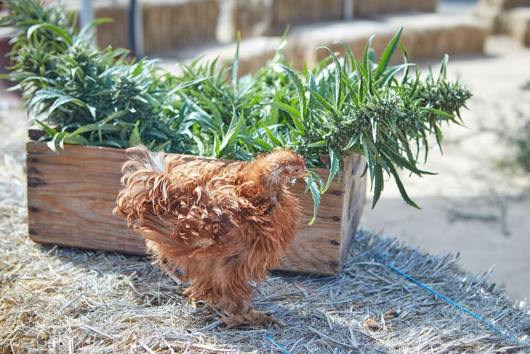 Culinary Farmer Wants to Bring Artisanal Cannabis to the Table