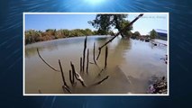 Tree-climbing Fish Filmed Hopping Along Water Before Jumping Onto Land and Walking Away