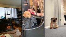 Dogs Go About Their Days In Adorable Ways