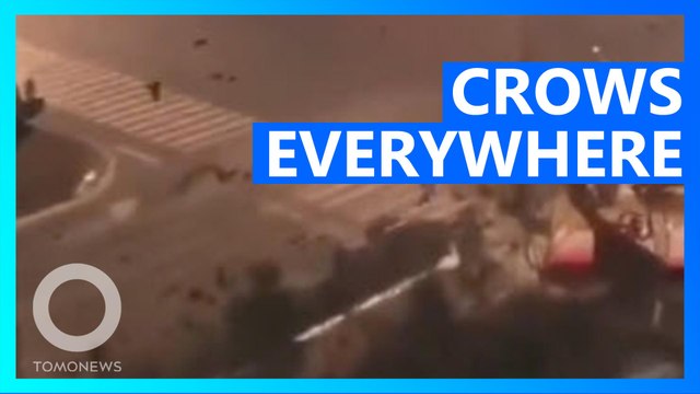 Massive flock of crows take over Chinese city during outbreak