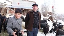 Hayvancılıkla uğraşan ailelerin zorlu kış mesaisi