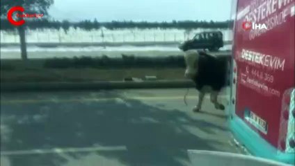 Öfkeli boğa ortalığı birbirine kattı