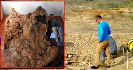 Güney Amerika'da bir araba büyüklüğünde, 7 milyon yıllık kaplumbağa fosili bulundu