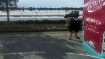 900 Kiloluk Kızgın Boğa Trafiği Birbirine Kattı