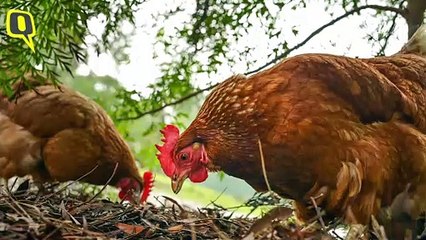 Is There Coronavirus in Your Chicken? No, That's Fake News