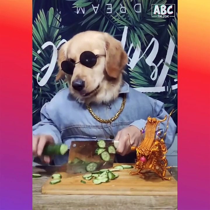 Cute Baby Animals - Cute and Funny Cat  Dog Vid...