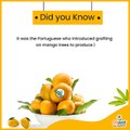 Amazing Facts About Organic Alphonso Mango (Hapus)- King Of Fruits.