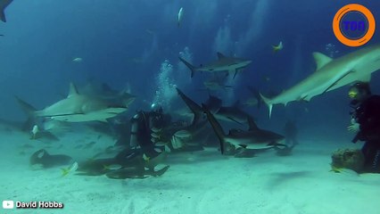 Plus d'une cinquantaine de requins encerclent un groupe de plongeurs à Nasseau !