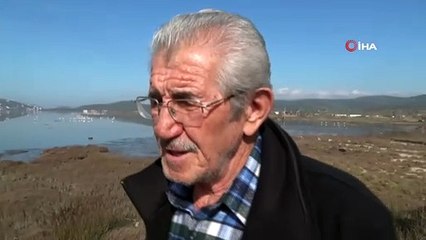 Flamingolar Bodrum’a akın etti