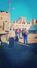 الزراعة: قوافل بيطرية بالمجان لعمل تلقيح صناعى للماشية بسوهاج ..صور