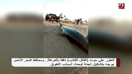 #صباحك_مصري |  تعرف على قصة حوت القاتل الكاذب بالغردقة