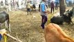 शाहजहांपुर: सांड ने किया बुजुर्ग पर हमला, गुस्साए ग्रामीणों ने पशुओं को किया बंद