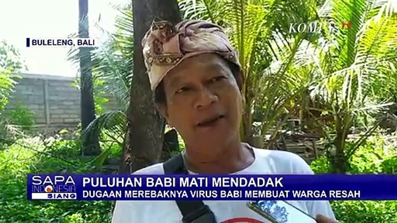 Lagi-Lagi, Puiuhan Babi Mati Mendadak di Bali