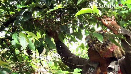 Kopi Sidikalang, Punya Karakter  Khas dan Keasaman Rendah