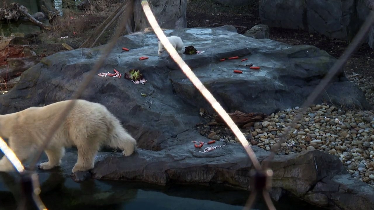 Eisbär-Baby tapst im Wiener Zoo herum