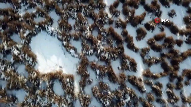 Ahlat’taki Kuş Cenneti Dondu, Manzara Havadan Görüntülendi