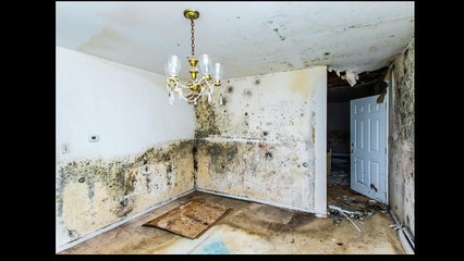 MOLD REMEDIATION- 1.800.914.0135 Call Us Now!