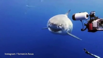 terrifying shark