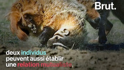 Un coyote et un blaireau : meilleurs amis ou partenaires de chasse ?