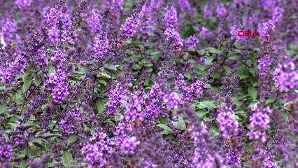 Antalya sevgiliye 'yenilebilir çiçek' hediyesi