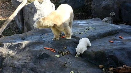 Avusturya'da yavru kutup ayısı ilk defa görücüye çıktı