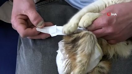 Sakat kalan kedisine evladı gibi bakıyor