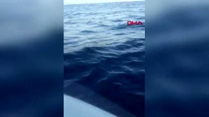 Muğla orkinos peşinde 8 saatlik mücadele