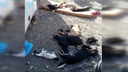 İzmir'de zehirli et verilen 9 köpek ve 3 kedi öldü