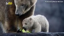 Too Cute! 4-Month-Old Polar Bear Cub Goes on First Outside Outing at Vienna Zoo!