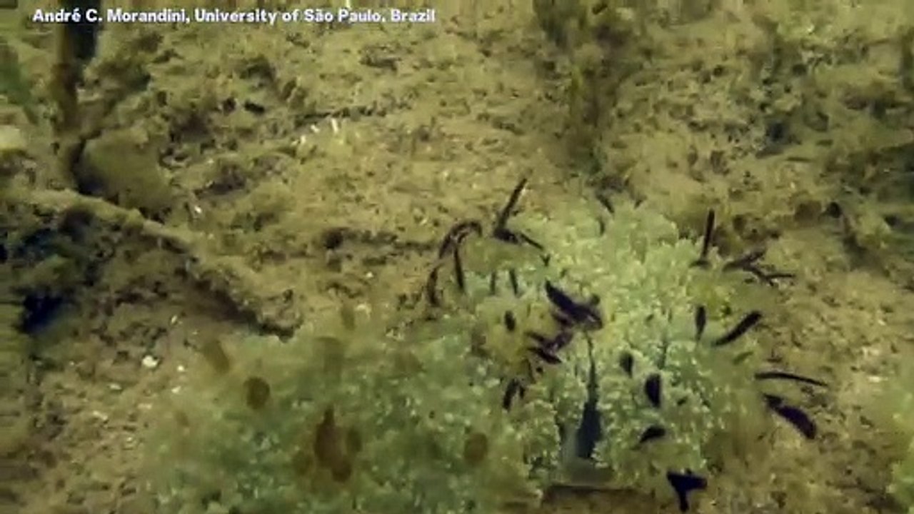 Upside-down Jellyfish Create 'Stinging Water' That Kills Prey by Launching Mucus 'Grenades'