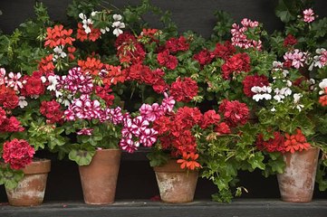 10 Facts About Geraniums That Gardeners Should Know