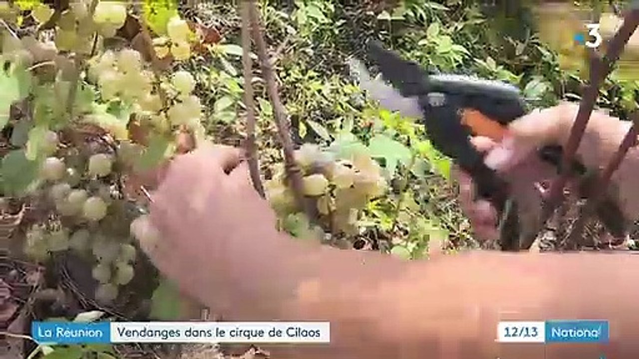 La Réunion : les vendanges ont débuté dans le cirque de Cilaos